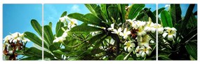 Obraz - Plumeria (170x50 cm)
