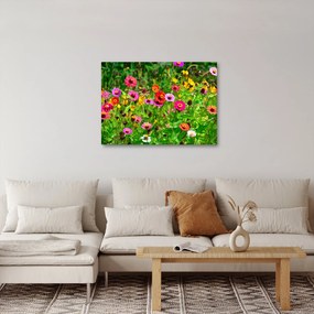 Obraz kwiatów polnych (70x50 cm)