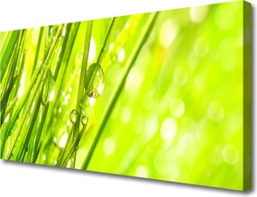 Obraz canvas Świeżość Porannej Rosy