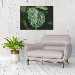 Obraz - krople na liściu (70x50 cm)