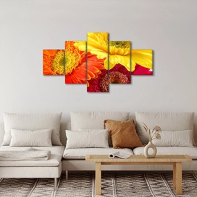 Obraz - Kwiaty Gerbery (125x70 cm)
