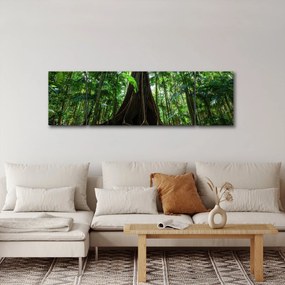 Obraz - Korzenie drzewa (170x50 cm)