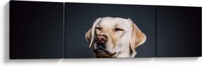 Obraz labradora (170x50 cm)