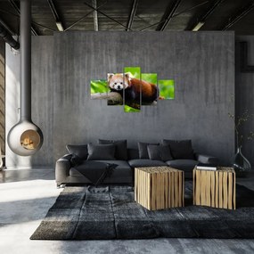 Obraz pandy czerwonej (125x70 cm)