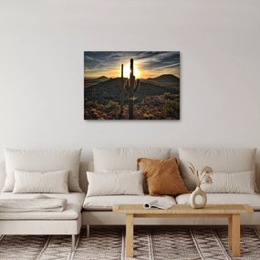 Obraz - kaktusy w słońcu (70x50 cm)