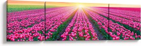 Obraz pole tulipanów ze słońcem (170x50 cm)