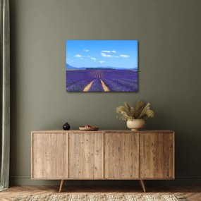 Obraz - Pole lawendy (70x50 cm)