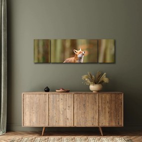 Obraz - Lis (170x50 cm)