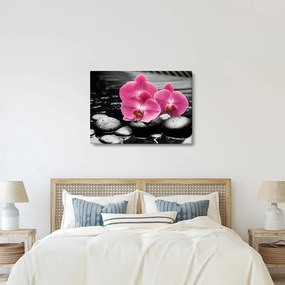 Obraz - Różowe orchidee (70x50 cm)