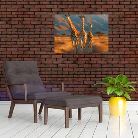 Obraz na szkle - Żyrafy na pastwisku (70x50 cm)