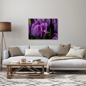 Obraz kwiatów tulipanów (70x50 cm)