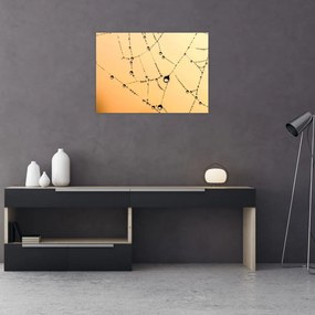Obraz na szkle - zroszona pajęczyna (70x50 cm)