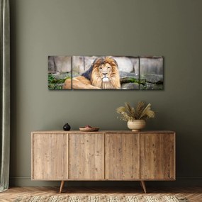 Obraz lwa (170x50 cm)