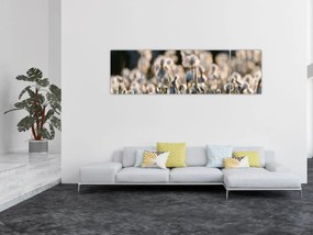 Obraz - Biała wełnianka (170x50 cm)