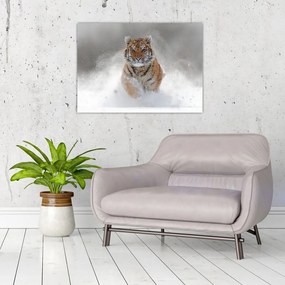 Obraz na szkle - tygrys biegnący po śniegu (70x50 cm)