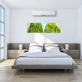 Obraz - Widok na las (170x50 cm)