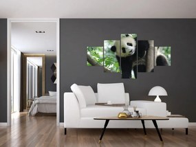 Obraz - Panda na drzewie (125x70 cm)