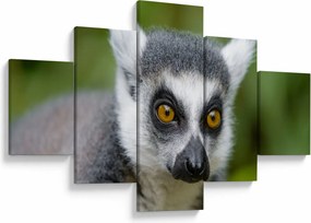 Obraz lemura (125x70 cm)