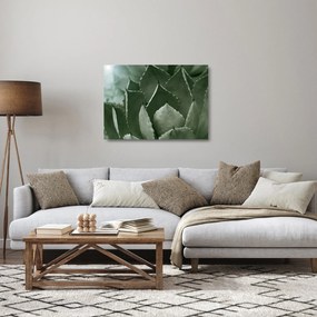 Obraz na szkle - Zielona agawa (70x50 cm)
