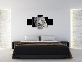 Obraz - Snow Leopard (125x70 cm)