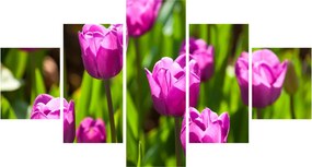 Obraz tulipanów na łące (125x70 cm)