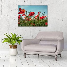 Obraz na szkle - Na polu maków (70x50 cm)
