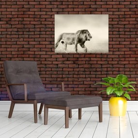 Obraz - Głodny lew (70x50 cm)