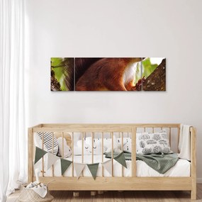 Obraz wiewiórki (170x50 cm)