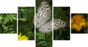 Obraz - biały motyl (125x70 cm)
