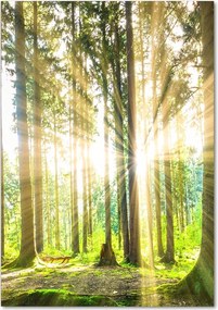 Foto obraz zdjęcie na szkle pionowy Słońce w lesie