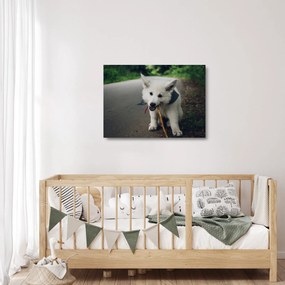 Obraz na szkle białego psa (70x50 cm)