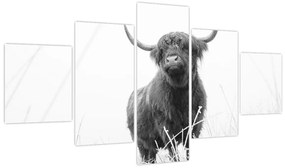 Obraz - Szkocka krowa 4, czarno - biały (125x70 cm)