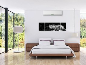 Obraz - Tygrys albinos, czarno - biały (170x50 cm)