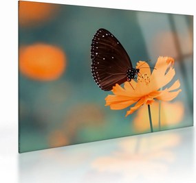 Obraz na szkle - motyl na pomarańczowym kwiatku (70x50 cm)