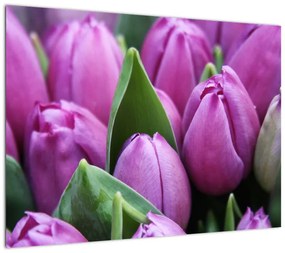 Obraz - kwiaty tulipanów (70x50 cm)