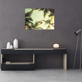 Obraz na szkle z palmami kokosowymi (70x50 cm)
