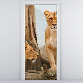 Fototapeta na drzwi - Dwie lwice (95x205cm)