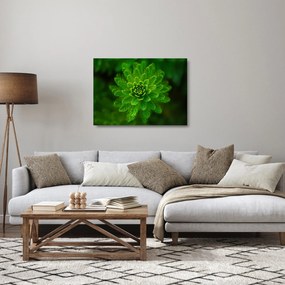 Obraz na szkle - drzewo iglaste (70x50 cm)