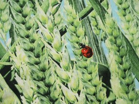 PrzytulneMieszkanie.pl PrzytulneMieszkanie.pl Pościel z mikrowłókna POSANA zielona Rozmiar pościeli: 2 szt 70 x 80 cm | 160 x 200 cm