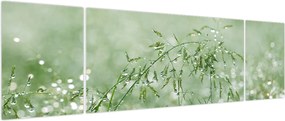 Obraz - Poranna rosa na źdźbłach trawy (170x50 cm)