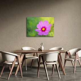 Obraz - polny kwiat (70x50 cm)