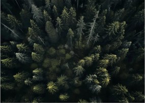Obraz na szkle - Las (70x50 cm)