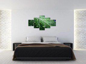 Obraz - Szczegół liścia po deszczu (125x70 cm)