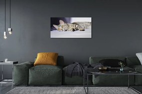 Zdjęcie na płótnie Kot w Relaksie