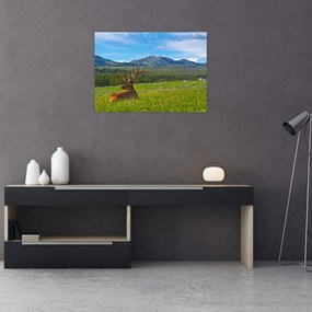 Obraz - Jeleń na łące (70x50 cm)