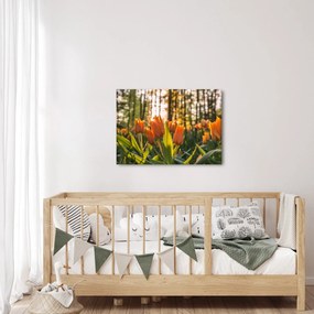 Obraz - kwiaty tulipanów (70x50 cm)