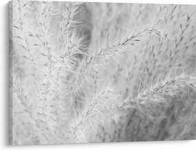 Obraz - Trawa pampasowa N⁰1 (70x50 cm)