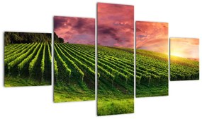 Obraz winnicy z kolorowym niebem (125x70 cm)