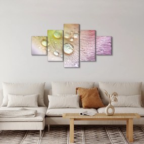 Obraz - Krople rosy (125x70 cm)
