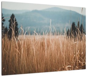 Obraz na szkle - szczegół łąki (70x50 cm)